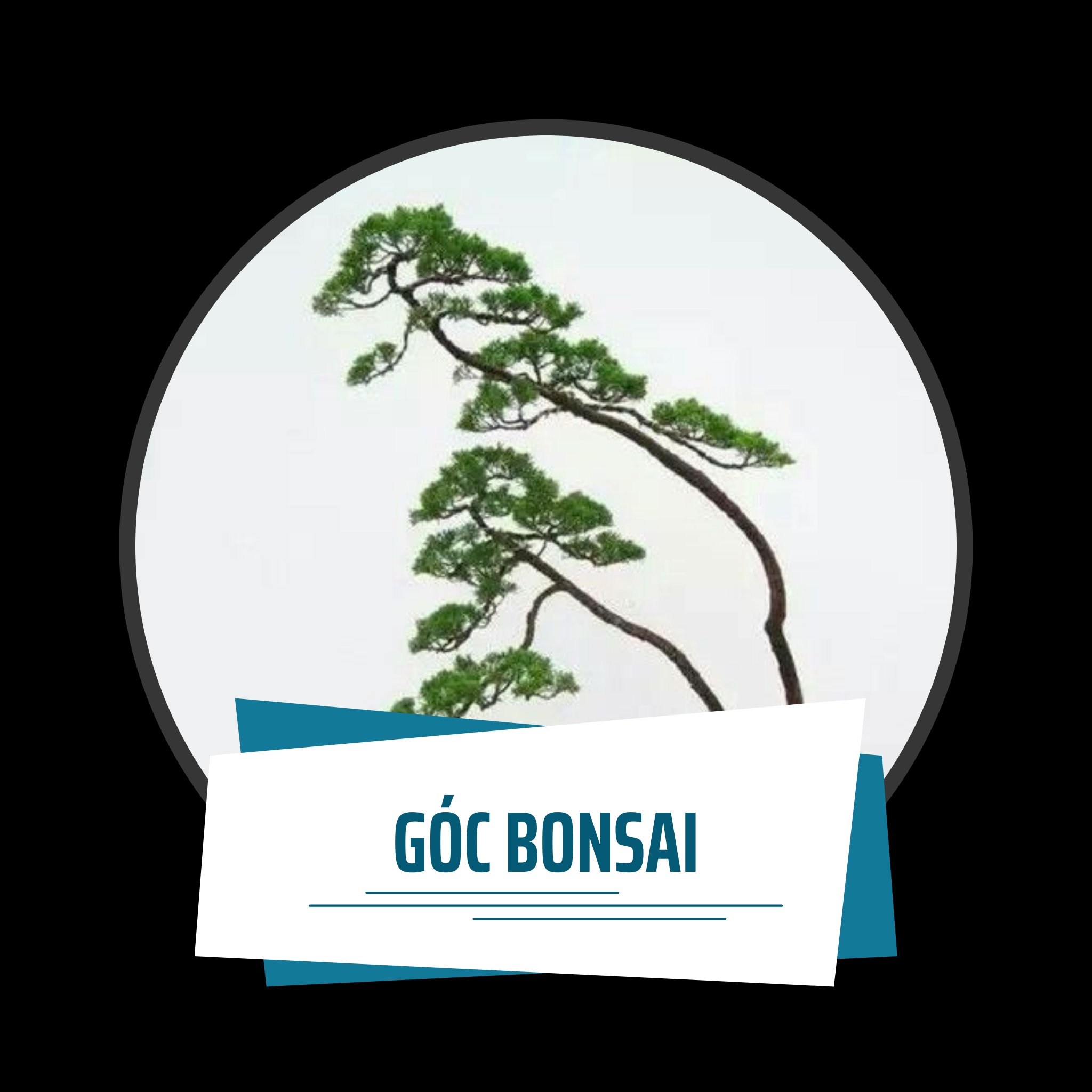 Góc Bonsai